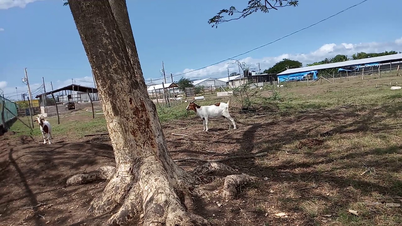 Henry's Farm LTD(4) YouTube