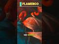 🦩 El flamenco es MÁS EXTRAÑO de lo que parece