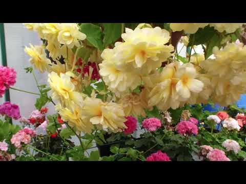 Vídeo: Pelargoni Fragant I De Flors Grans