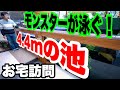 【お宅訪問】モンスターアロワナが泳ぐ池!自作で4.4mの池作っちゃいました!アクアリウム #aquarium #tropicalfish #大型魚 #大型水槽 #aquarium #アロワナ #熱帯魚