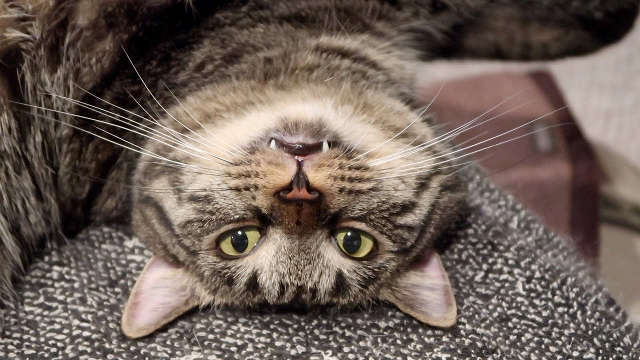 cute cats for sale Boo Year 2 #44 - Tornado Watch, Silly Simba, Pretty Girl Stella