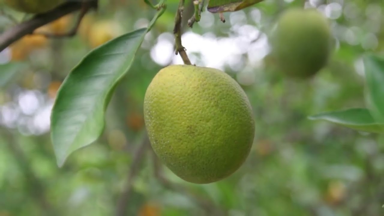 What is Citrus Greening?