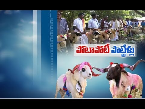 Goats show attract visitors at Bobbili