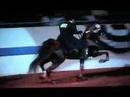 Callaway's Blue Waltz - Reiser Stables - American ...