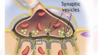 Chapter 13 Stretch Reflex