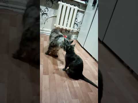 ваши любимые кошки