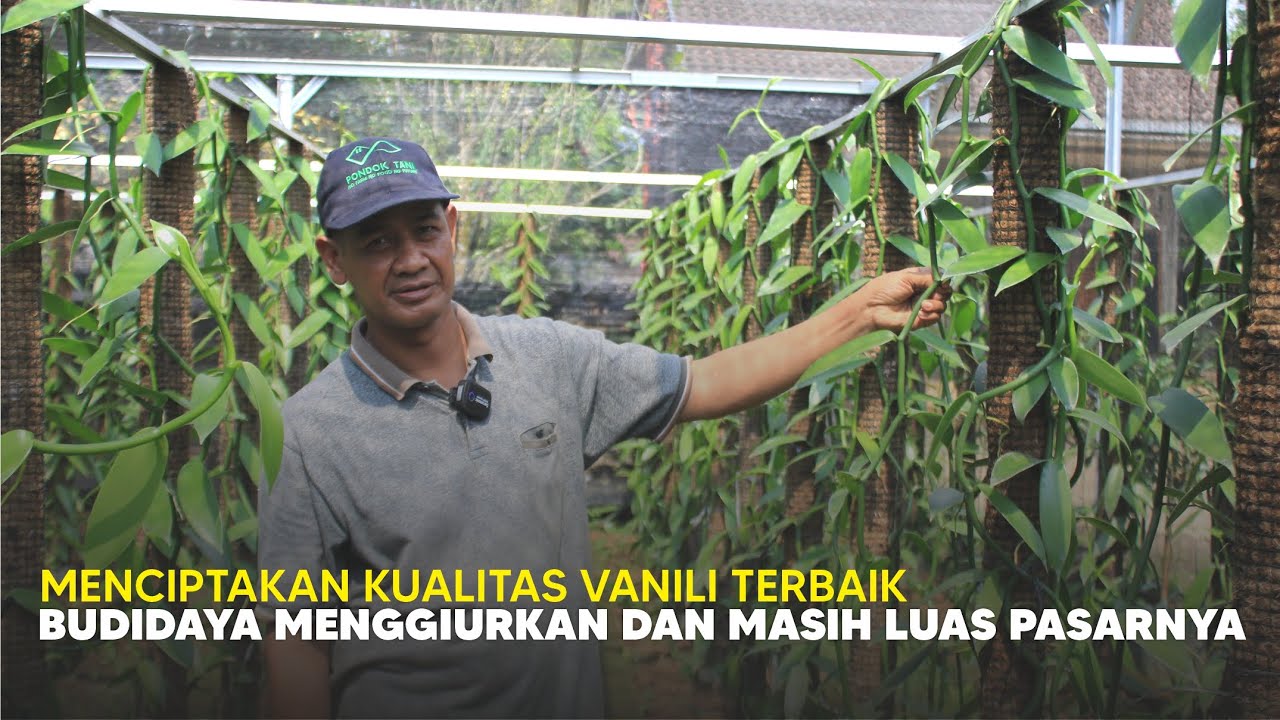 Cara Budidaya Tanaman Vanili untuk Mendapatkan Kualitas Terbaik