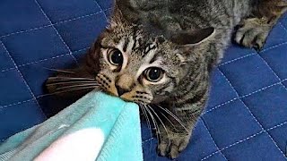 The Most Dramatic Cats Cat Ever Funny Cat Videos 2025
