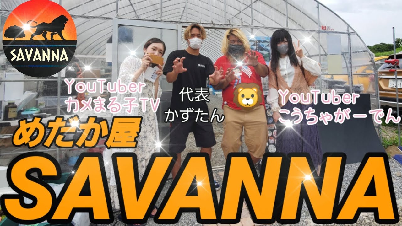 埼玉県‼️メダカ専門店めだか屋サバンナに訪問【まさかのちゃんねる鰐さん登場】天界.サファイア.オーロラ黄ラメ.夜桜ゴールド.リアルロングフィン.王華.エメラルドフィン.安らぎAQUAちゃんねる