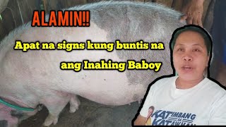 Apat na signs kung buntis na Ang Inahing baboy