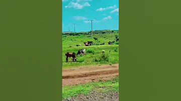 الخريف حكاية في السودان كردفان الكبرى السعودية السودان المغرب مصر اكسبلور العراق تونس جدة 