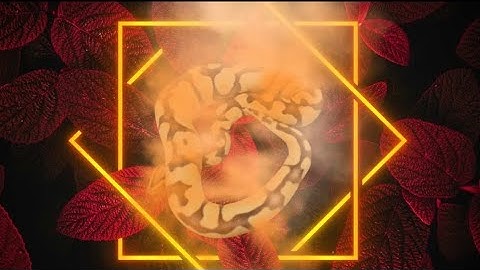 Two very desired snakes!!! **Unboxing** From Fireball Reptiles