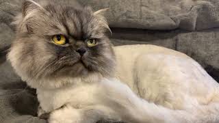 Top 10 Cat Breeds: A Guide to the Most Adorable Feline Friends | Cat Breeds Compilation 😺