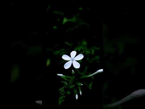 تلاوة سورة الناس القارئة فهيمة