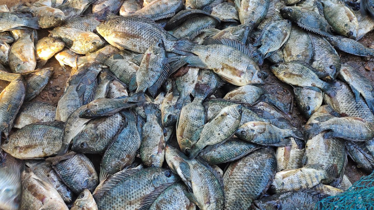 Cast Net To Catching Tilapia Fish Catching lot of tilapia fish