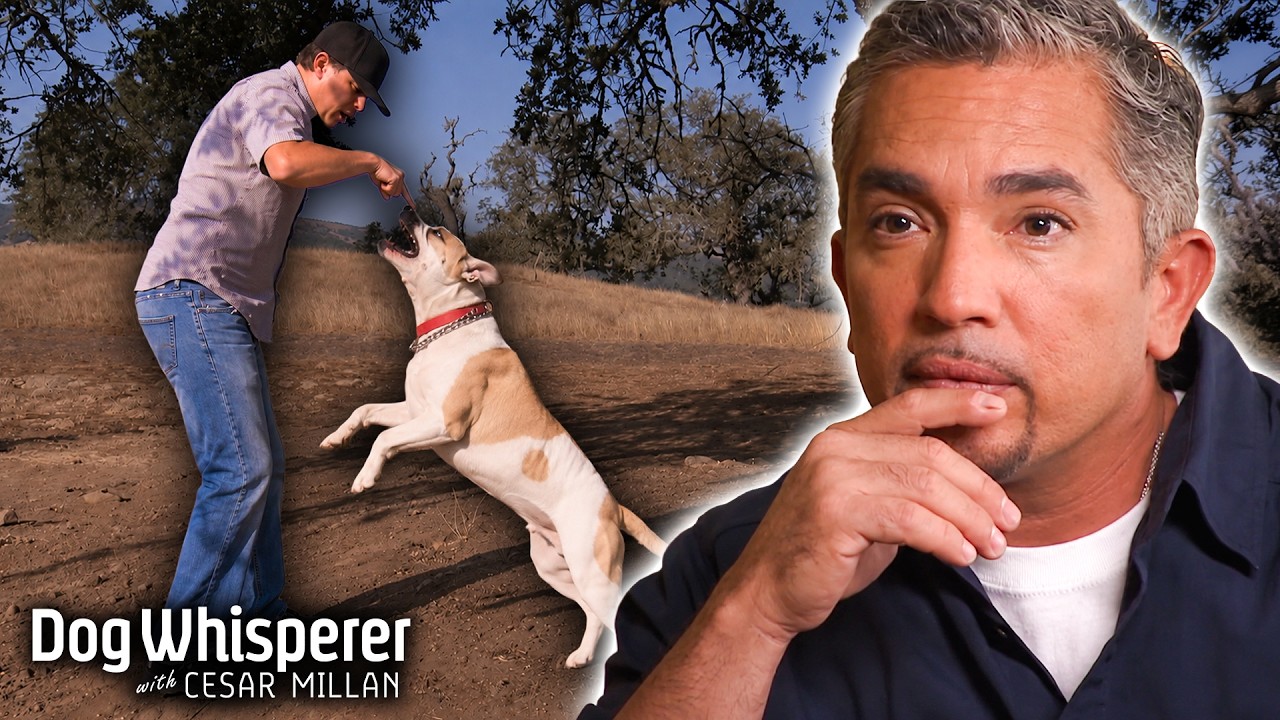 Cesar's Most Memorable Dog Training Sessions in Season 5