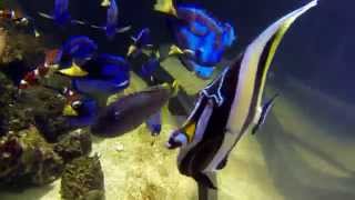 Nemo's Fish Tank - London Aquarium