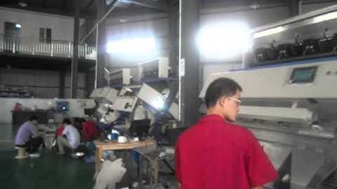 broad bean/fava bean/horsebean color sorting video