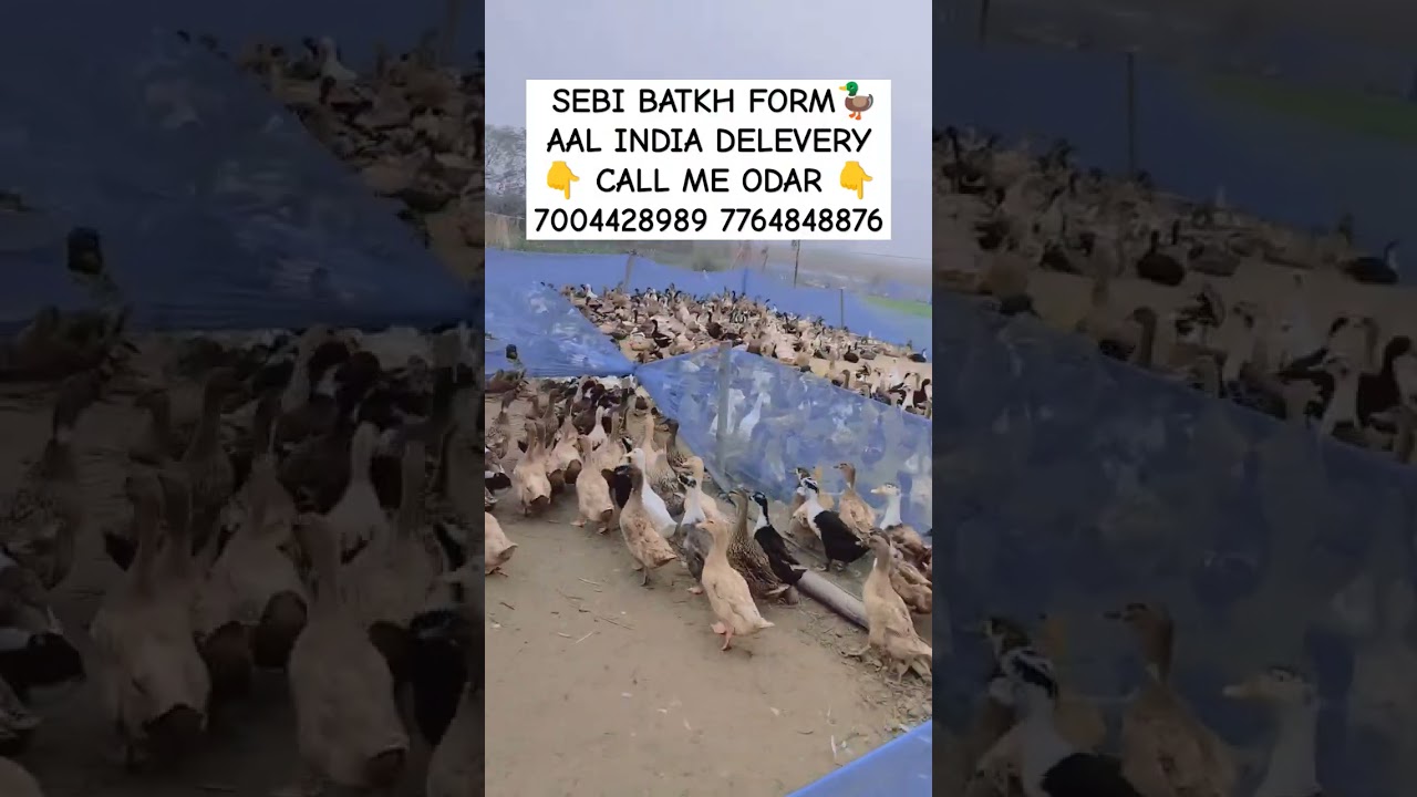 SEBI BATKH FORM 🦆🦆 