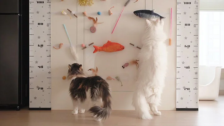 Video 285141: tabby white norwegian forest, norwegian forest cat, norwegianforestcat cat, blue tabby white, cat toy