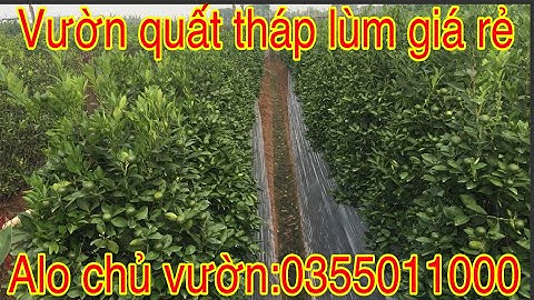 Tham quan vườn quất tháp lùm dáng thông.cây cao 1.5m giá rẻ LH 0355011000 anh định