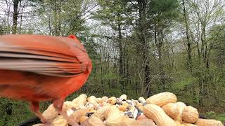 Cardinals and a Blue Jay