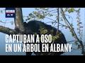 Oso elige árbol de zona residencial para 'tomar un break'; mira las imágenes del rescate en EEUU