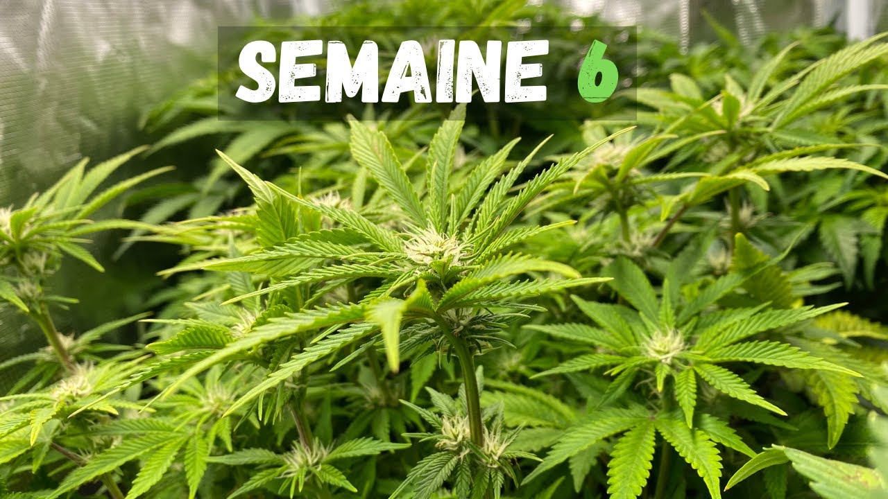 COMMENT FAIRE POUSSER : SEMAINE 6