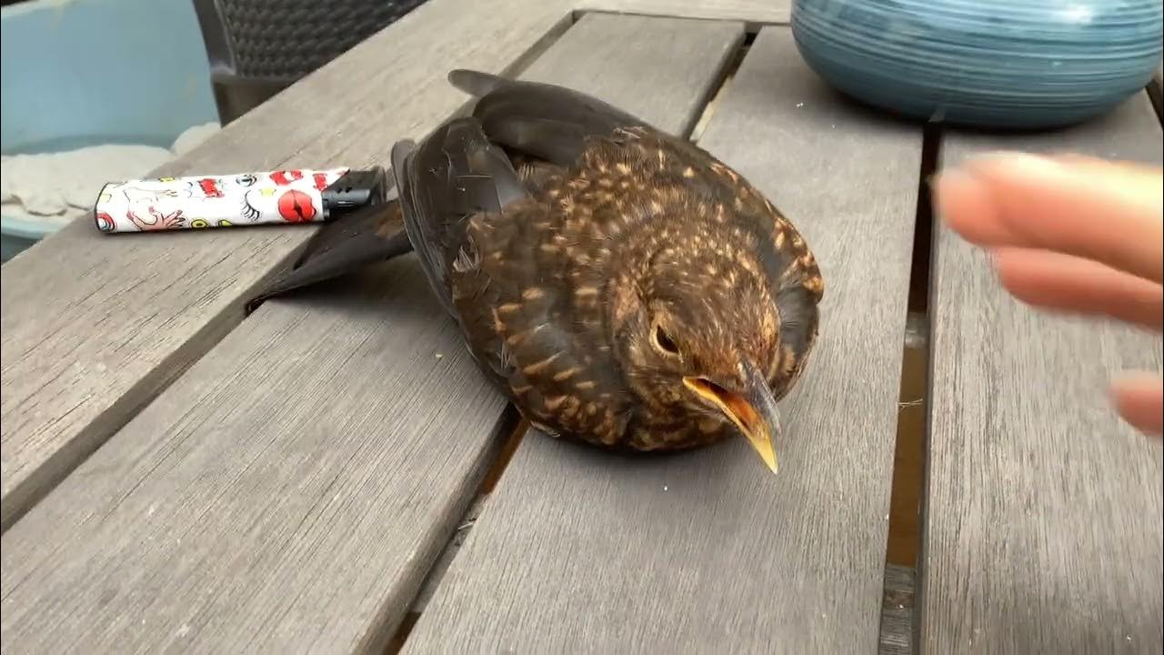 Comment Sauver Un Oiseau Qui S Est Pris Une Vitre Je sauve un oiseau qui s’est pris dans ma baie vitrée - YouTube