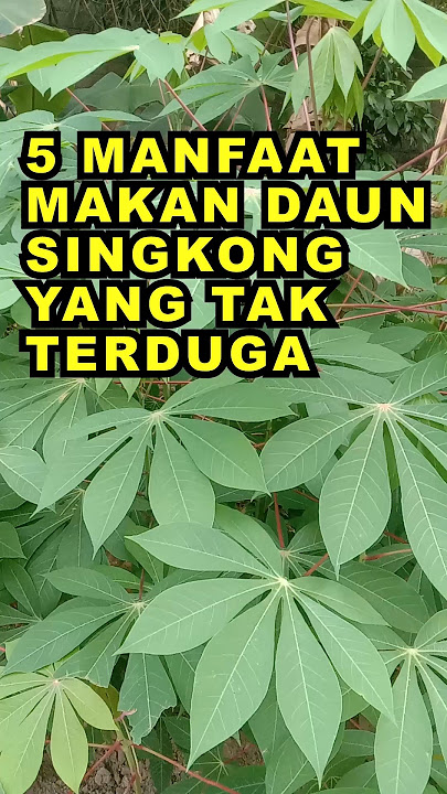 5 Manfaat Makan Daun Singkong Yang Tak Terduga #ekoazis