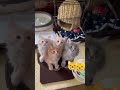 #シンクロ #ww #😸😸 #かわいい #😆😆😆 #ねこ #💕💕💕