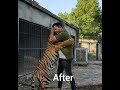 Tiger cub to big size   nouman hassan vlogs 