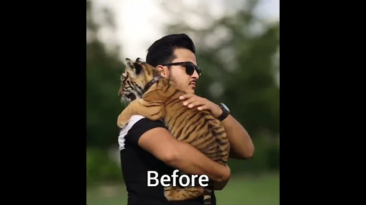 Tiger cub to big size  | Nouman Hassan Vlogs | - DayDayNews