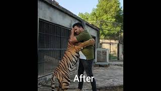 Tiger cub to big size  | Nouman Hassan Vlogs | screenshot 4