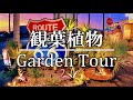 【観葉植物】 ガーデンツアー マジックアワー ドライガーデン No.119