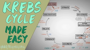 KREBS CYCLUS GEMAKKELIJK GEMAAKT - Eenvoudige animatie van de Krebs-cyclus. Les over koolhydraatm...