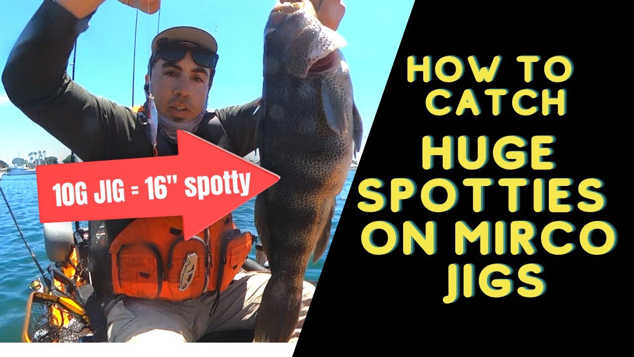 How to catch spotted bay bass using micro jigs 