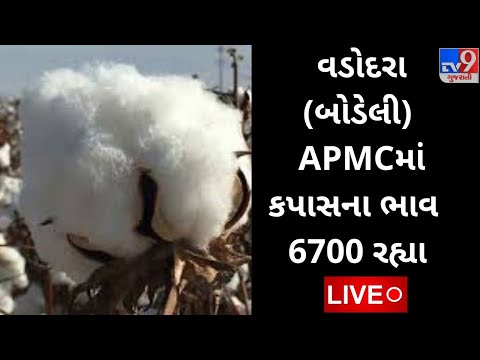 APMC : વડોદરા (બોડેલી) APMCમાં કપાસના મહત્તમ ભાવ રૂપિયા 6700 રહ્યા,જાણો જુદા જુદા પાકના ભાવ |tv9news