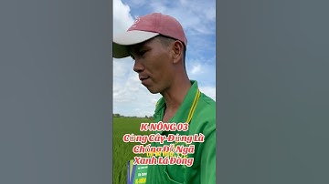 K-NÔNG 03 Cứng Cây Đứng Lá Chống Đỗ Ngã #loi84vlog #lua #nhanong #xuhuongyoutube