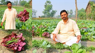 हजारों फायदे वाला लाल साग सब उंगलियाँ चाट-चाटकर खायेगे/Lal Saag /Lal Bhaji / Lal Chaulai