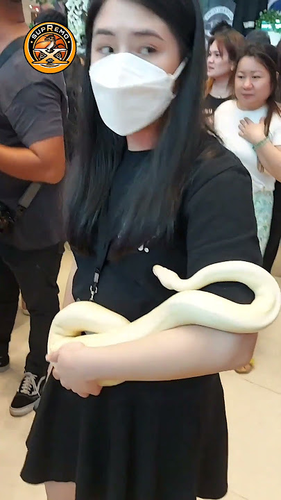 HANDLING A BALL PYTHON || SUPREMO eXo Pet #supremoexopet #supremo