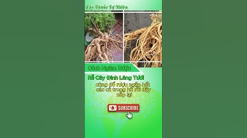 Cách ngâm rượu đinh lăng đúng chuẩn tốt cho sức khỏe. #shorts  #tốtchosứckhoẻ