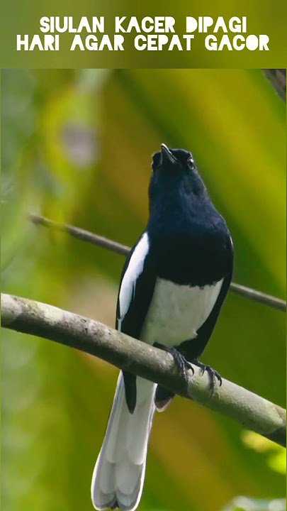 SIULAN Kacer di hutan DIPAGI hari! #kacer #kacergacor #kacermania #terapikacer #kacerkonslet