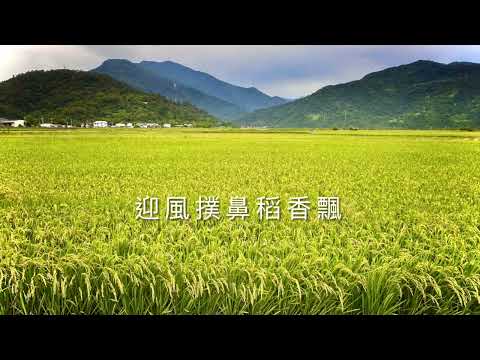 春耕、夏收 ，稻熟了！( 花蓮 )