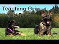 Kraftwerk K9 German Shepherds - Teaching How to Develop Grip and Drive!