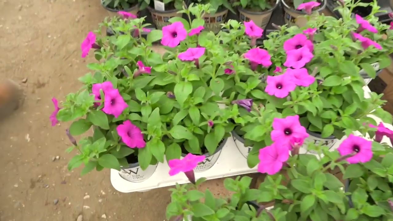 Think Ahead to Spring!