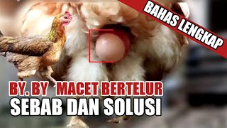 setelah lihat video ini semoga tidak ada lagi ayam macet bertelur, bahas lengkap sebab dan solusinya