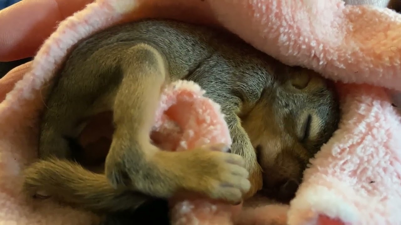 Our Day With Oliver Dickens