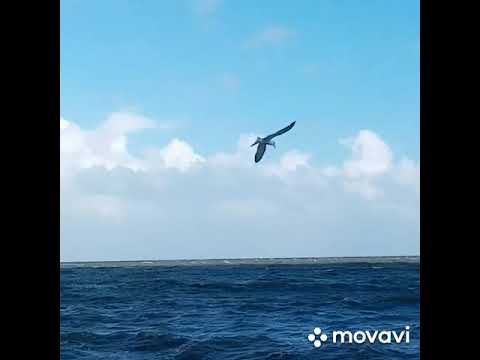 белой птицей истов слушать