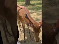 Nara Deer Park|Satisfying views|Asmr#shorts #viral #trending #naradeerpark #satisfying